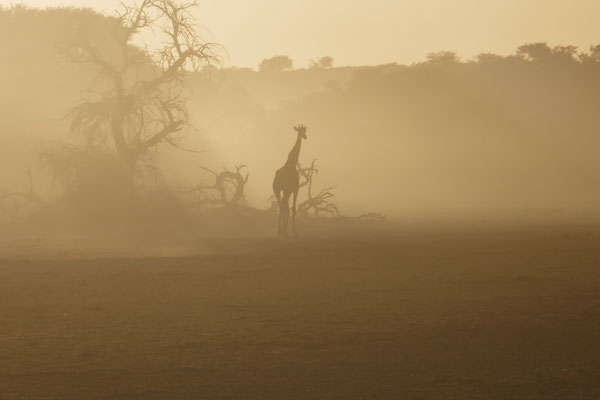 Aufgewirbelter Sand vom Flußbett läßt die Giraffe surreal wirken