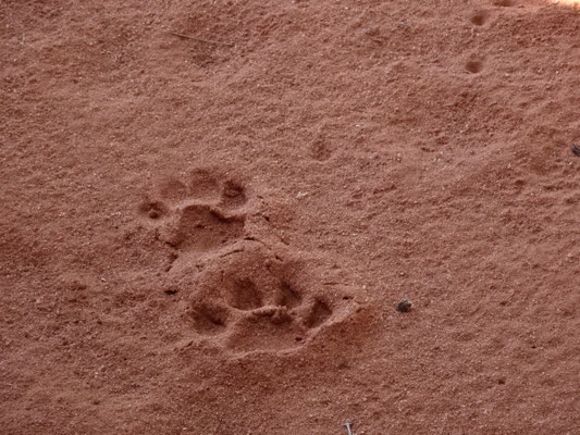 Leopardenspuren im Sand