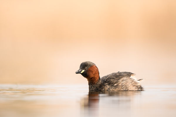 April 2019: Fotograaf: Petra van Boordt