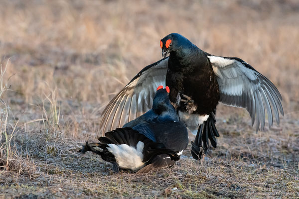 Mei 2019: Fotograaf: Joyphi Thijssen