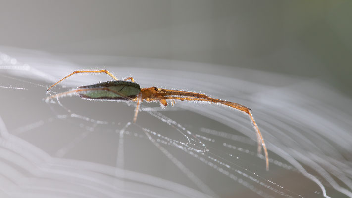 December 2019 - Fotograaf: Ron Sinnige