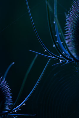 September 2019: Fotograaf: Ron Sinnige