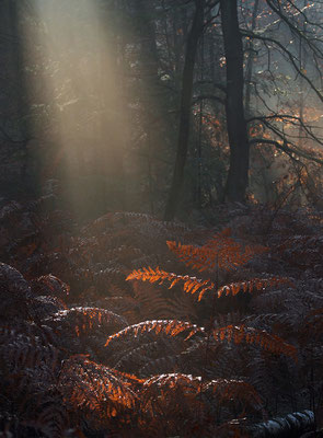 December 2019 - Fotograaf: Eric Gibcus