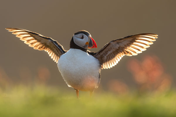 Juni 2019: Fotograaf: Peter van der Veen