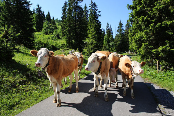 und neugierige, freundliche Kühe, die unseren Weg kreuzen.