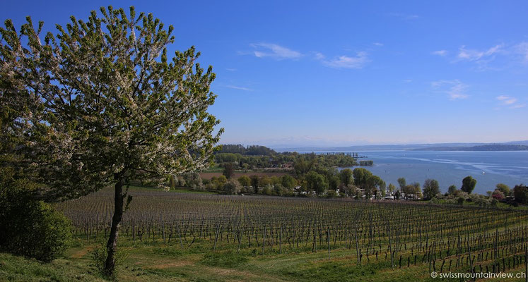 Ausblick über den Bodensee