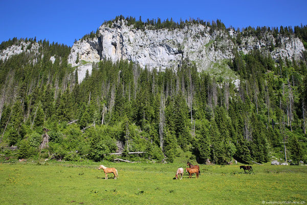 Erinnert ein bisschen an Kanada - happy horses :)