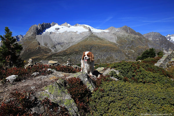Moosfluh - Aletschgletscher