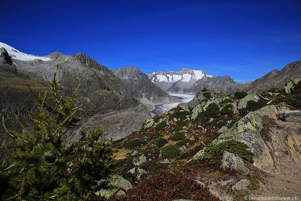 Moosfluh - Aletschgletscher