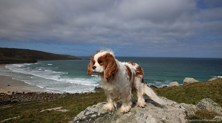 Cavalier King Charles Spaniel Charly in St. Ives