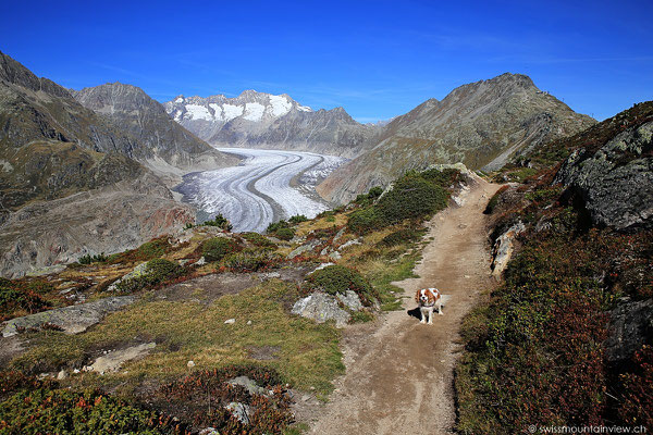 Moosfluh - Aletschgletscher