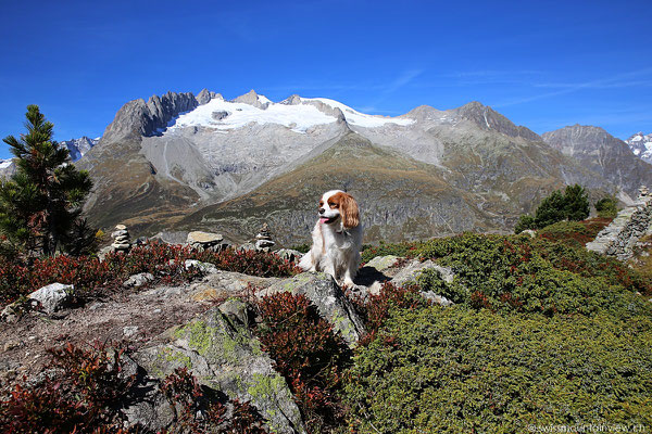 Moosfluh - Aletschgletscher