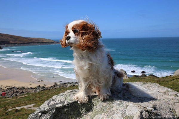 Cavalier King Charles Spaniel Charly in St. Ives