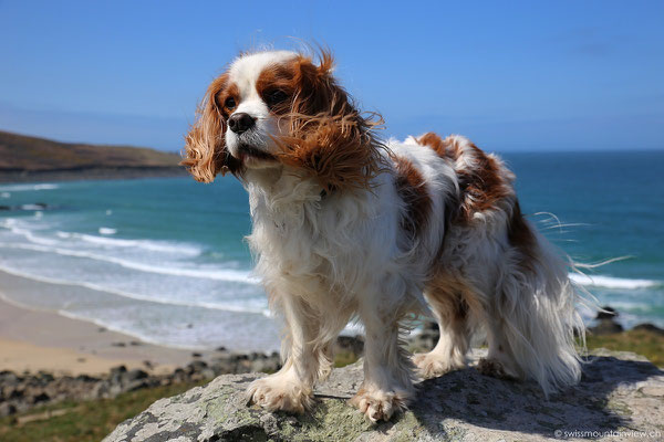 Cavalier King Charles Spaniel Charly in St. Ives