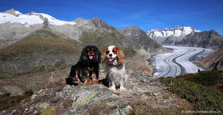 swissdoggies beim Aletschgletscher
