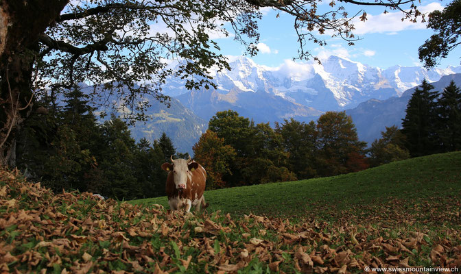 Spaziergang im Amisbühl