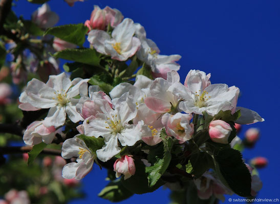 Wunderschöne Apfelblühte im April am Bodensee