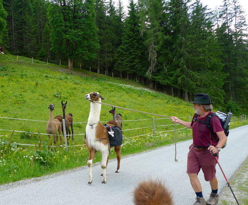  13.6.14, Lamas beim Sattelgut