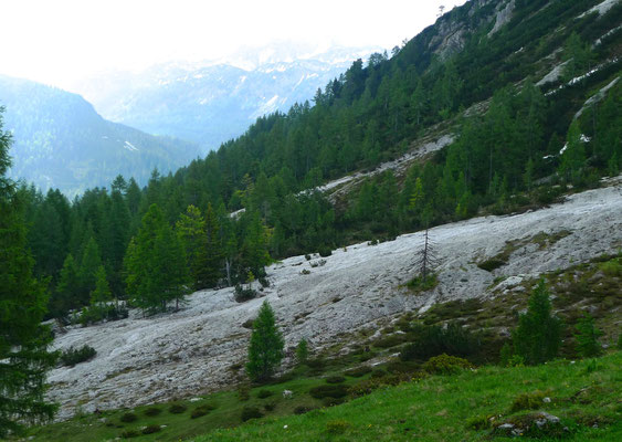 15.6.14, Weg zur Tauernkarleitenalm