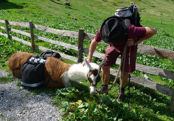 12.6.14, auf der Steinkaralm