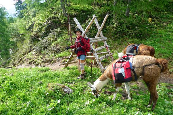 16.6.14, Abstieg nach Obertauern