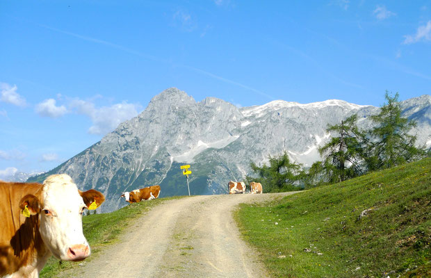 22.6.14, man sieht schon Richtung Hochkönig