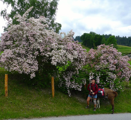 17.6.14, Traudchen unter Blümchen