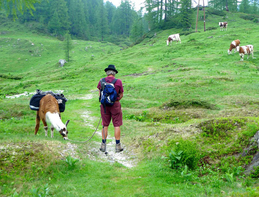 15.6.14, Aufstieg Richtung Gamskogel