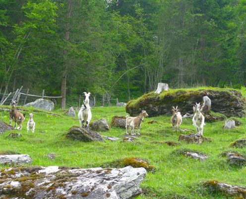 17.6.14, Ziegen