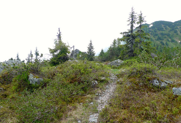 14.6.14, vom Lackenkogel Richtung Roßkopf