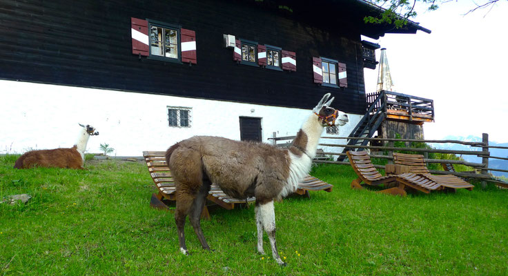 3.6.14, Meislsteinalm