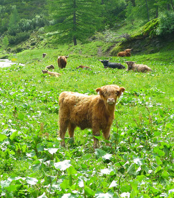 16.6.14, Weidevieh in Obertauern