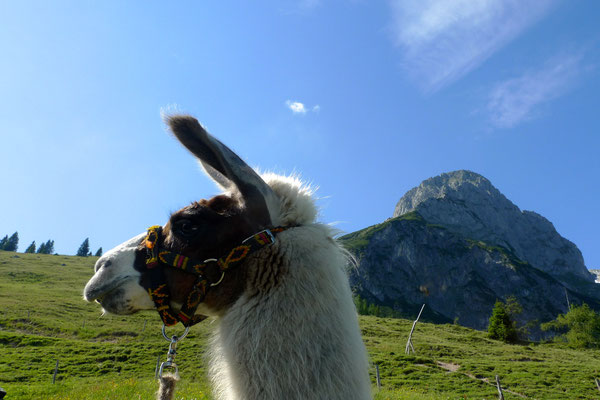 22.6.14, im Hintergrund die Werfener Hütte 