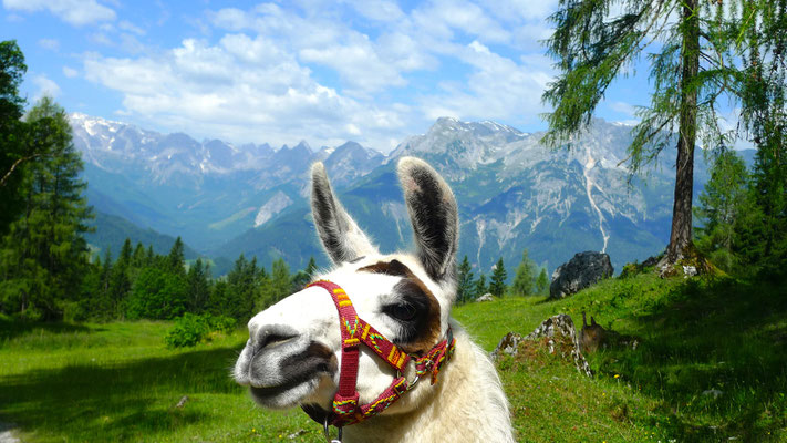 23.6.14, im Hintergerund der Hochkönig