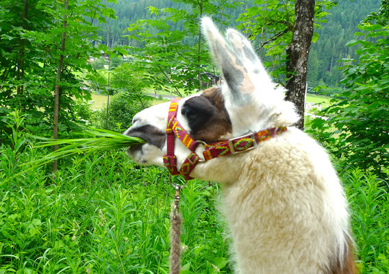 17.6.14, Peppone liebt das hohe Gras