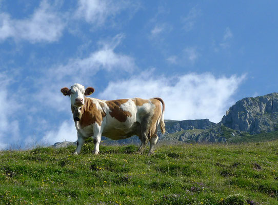 22.6.14, Kühe sind nugirig