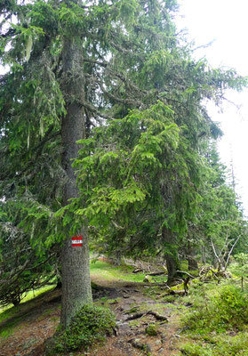 3.6.14, Wanderweg Richtung Meislsteinalm