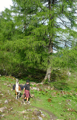 16.6.14, Abstieg nach Obertauern