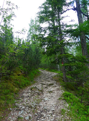 15.6.14, Weg zur Tauernkarleitenalm