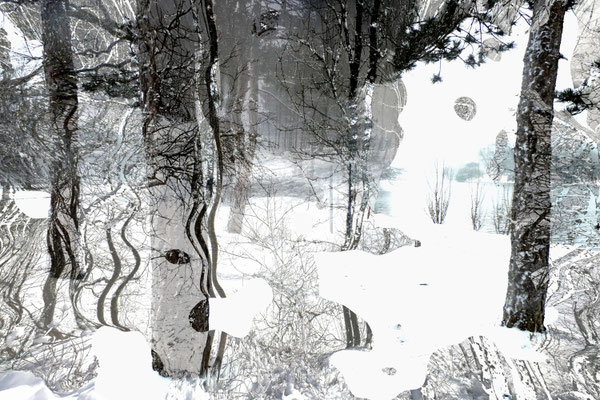 Foret en hiver
