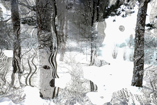 Foret en hiver
