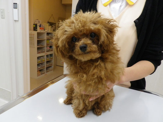 当院で初トリミング がじゅまる動物クリニック 広島県広島市南区の動物病院 当院で初トリミング がじゅまる動物クリニック 広島県広島市南区の動物病院