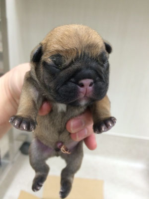 当院で人工授精し、帝王切開で生まれた子犬です(^_^)v