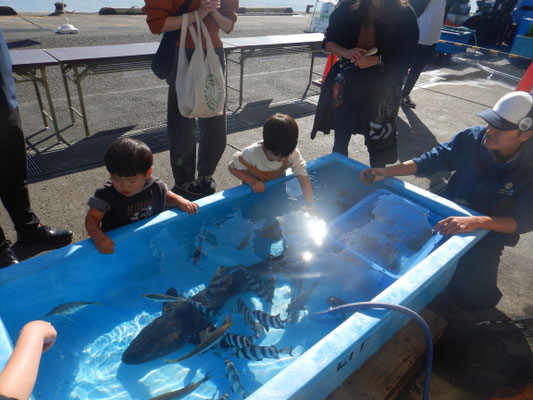 海の生き物タッチプール