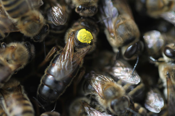 Bienenköniging
