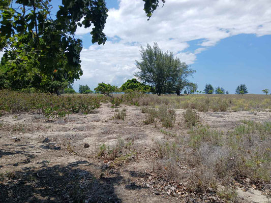 Laipori land for sale