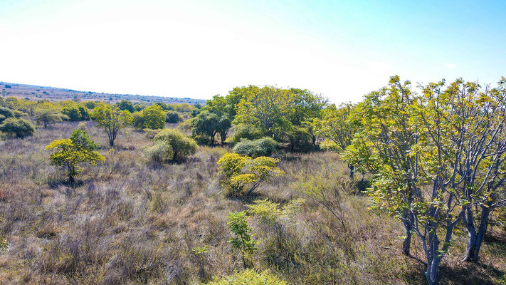 Sumba land for sale