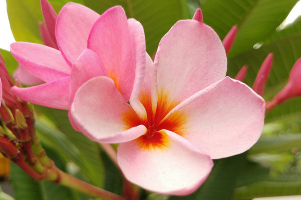 Pink frangipani flower, Bali’s fragrant symbol of beauty.
