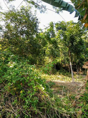 South Lombok land for sale by owner. Land for sale by owner