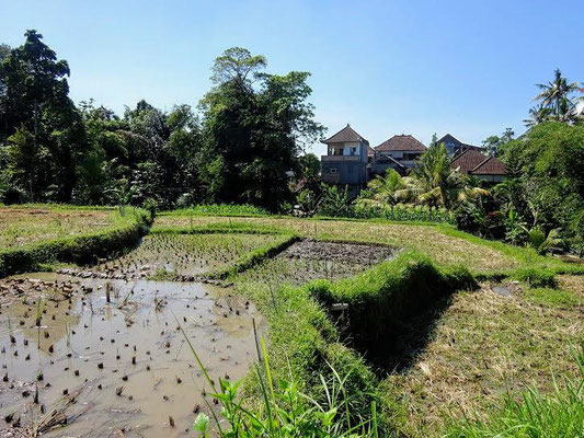 Ubud land for sale